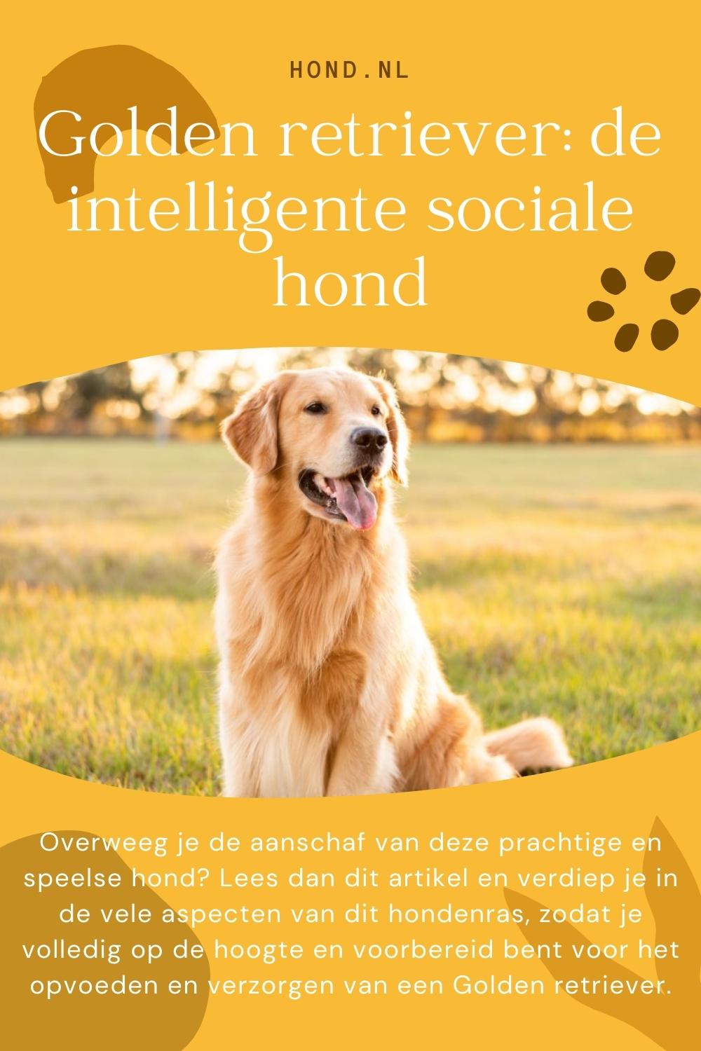 Golden Retriver