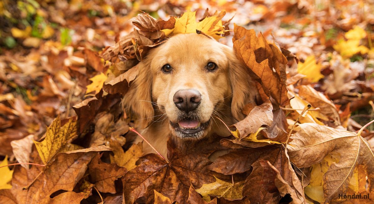 golden retriever grappig in bladeren hoop