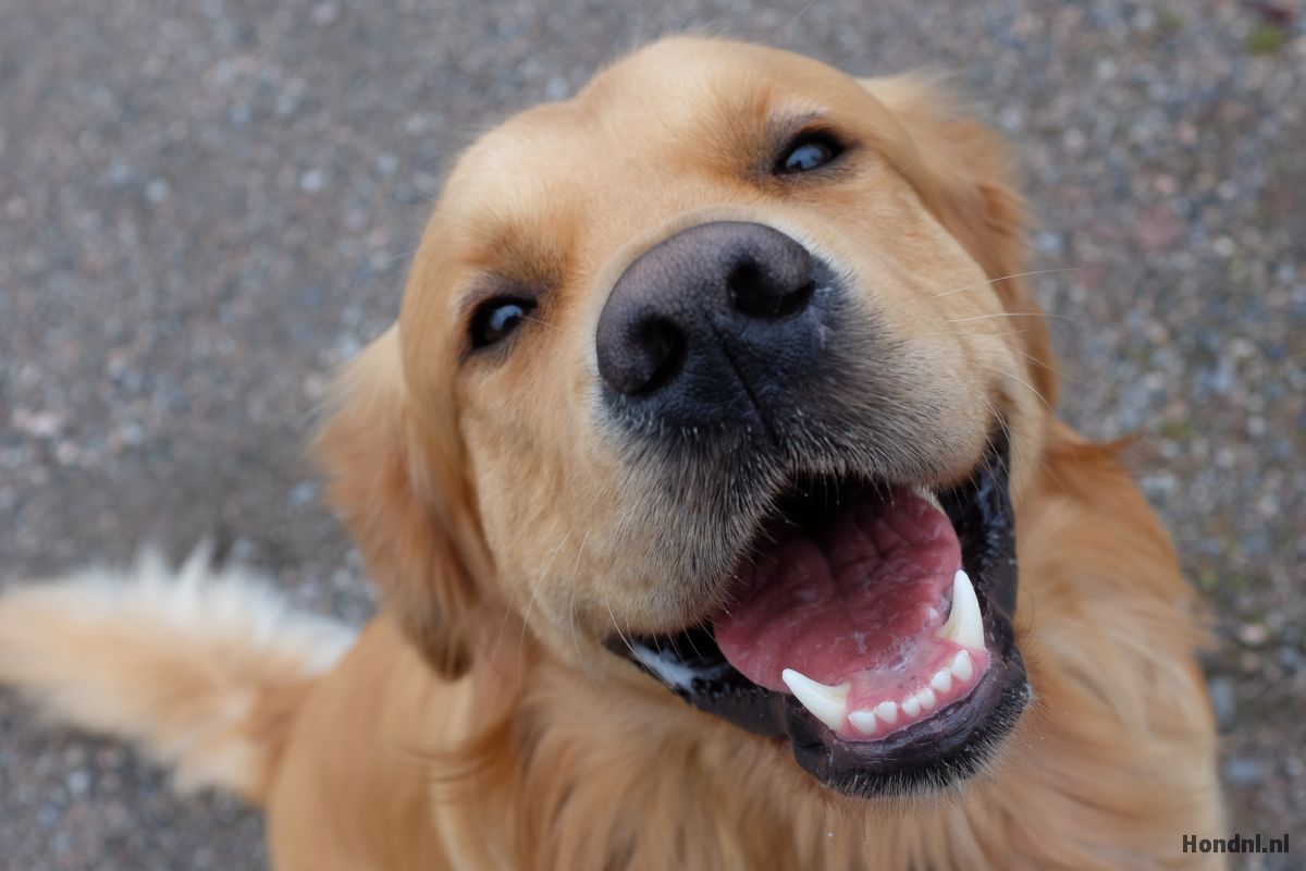 golden retriever schattig