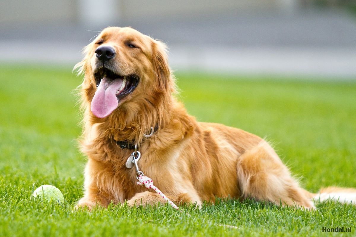 golden retriever tips