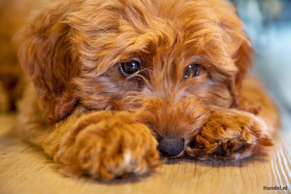 labradoodle schattige pup