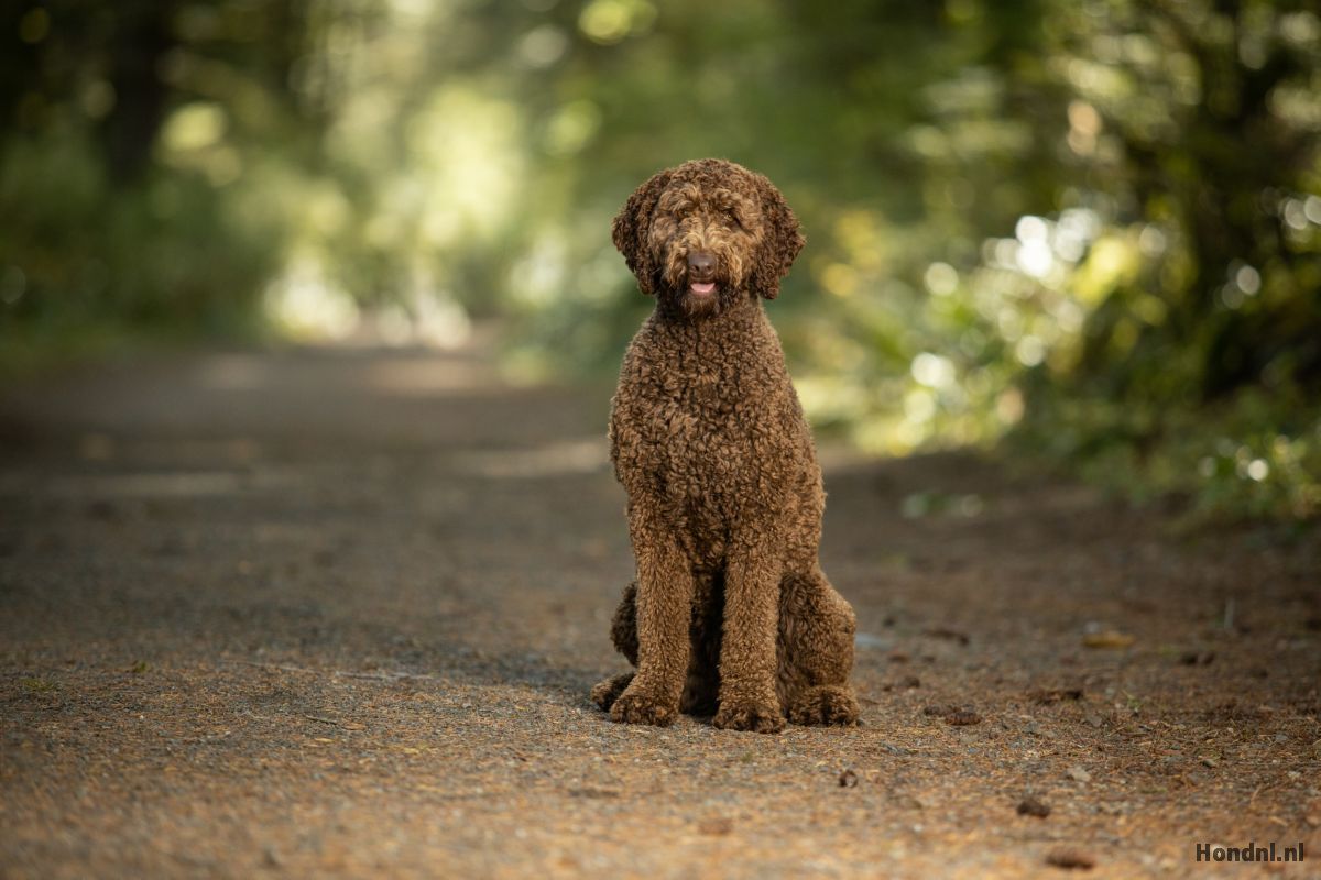 labradoodle buiten in bos