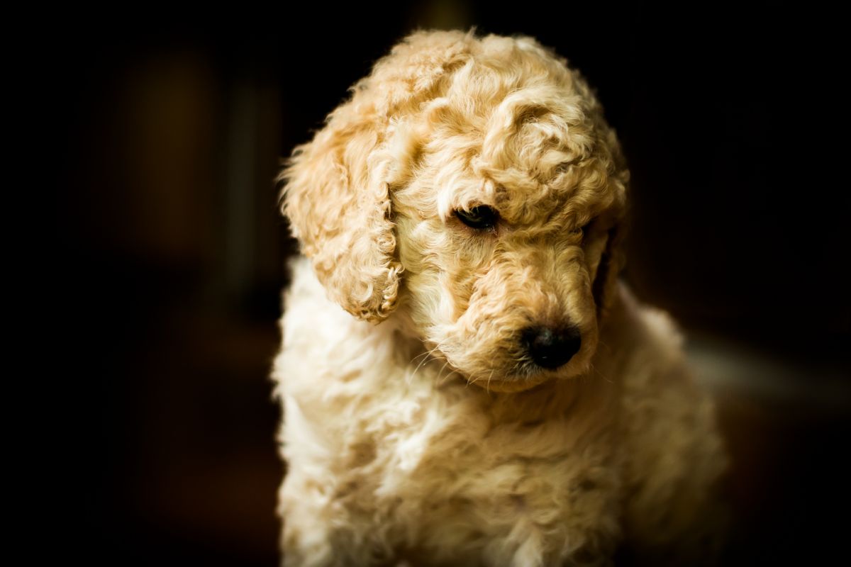 labradoodle pup