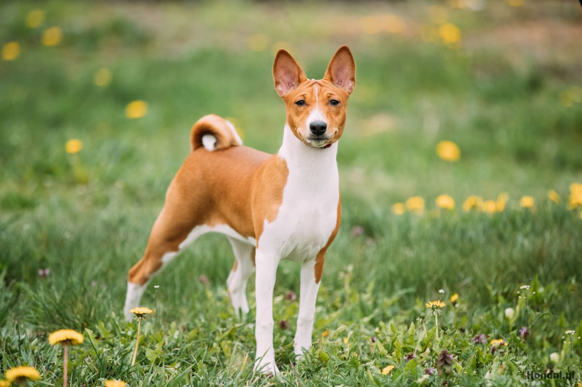 basenji in een veld