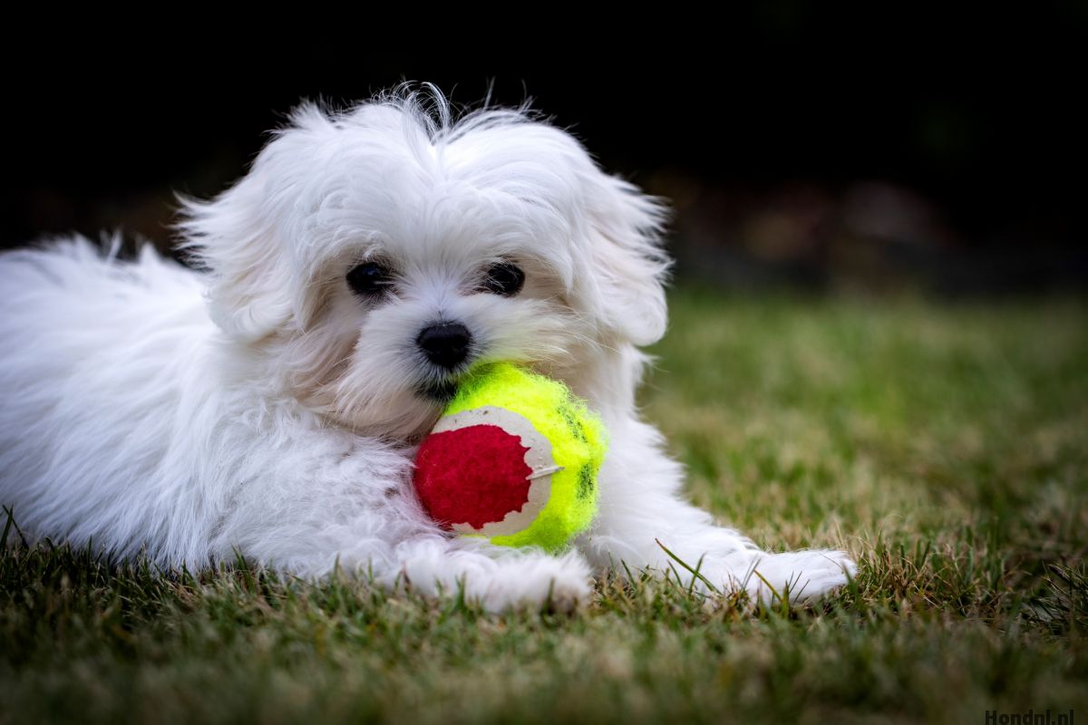 boomer met bal speeltje