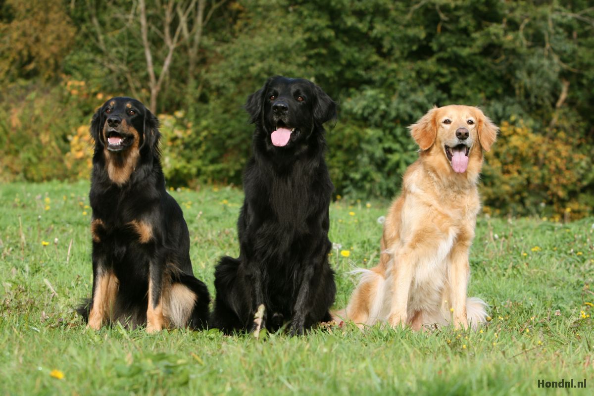 Hovawarts verschillende kleuren