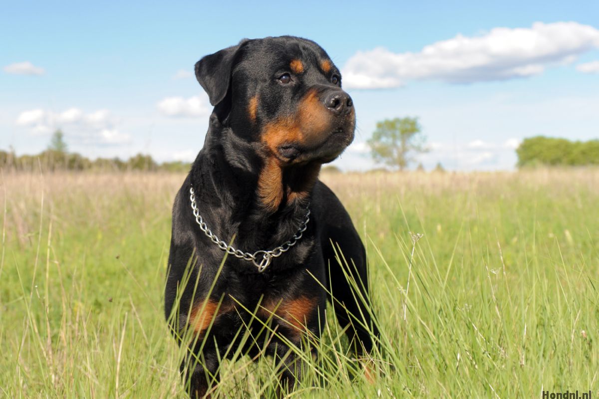 rottweiler in gras