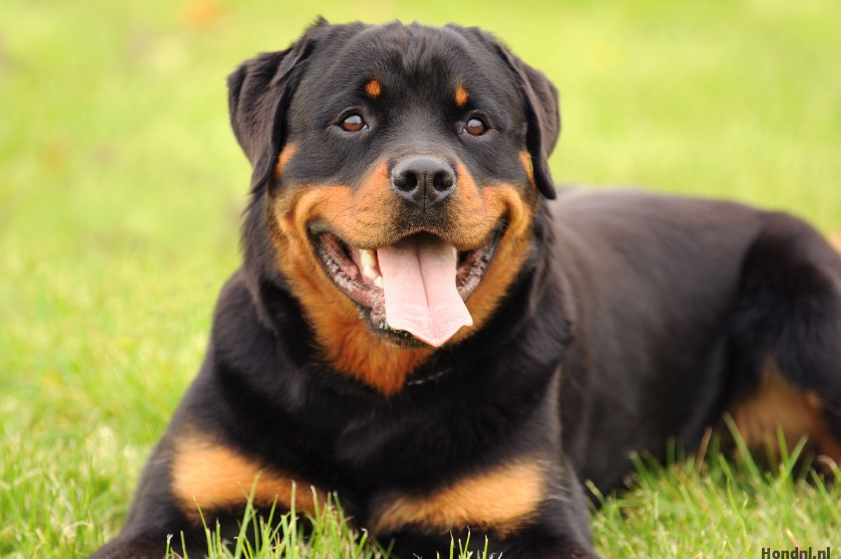 rottweiler pup