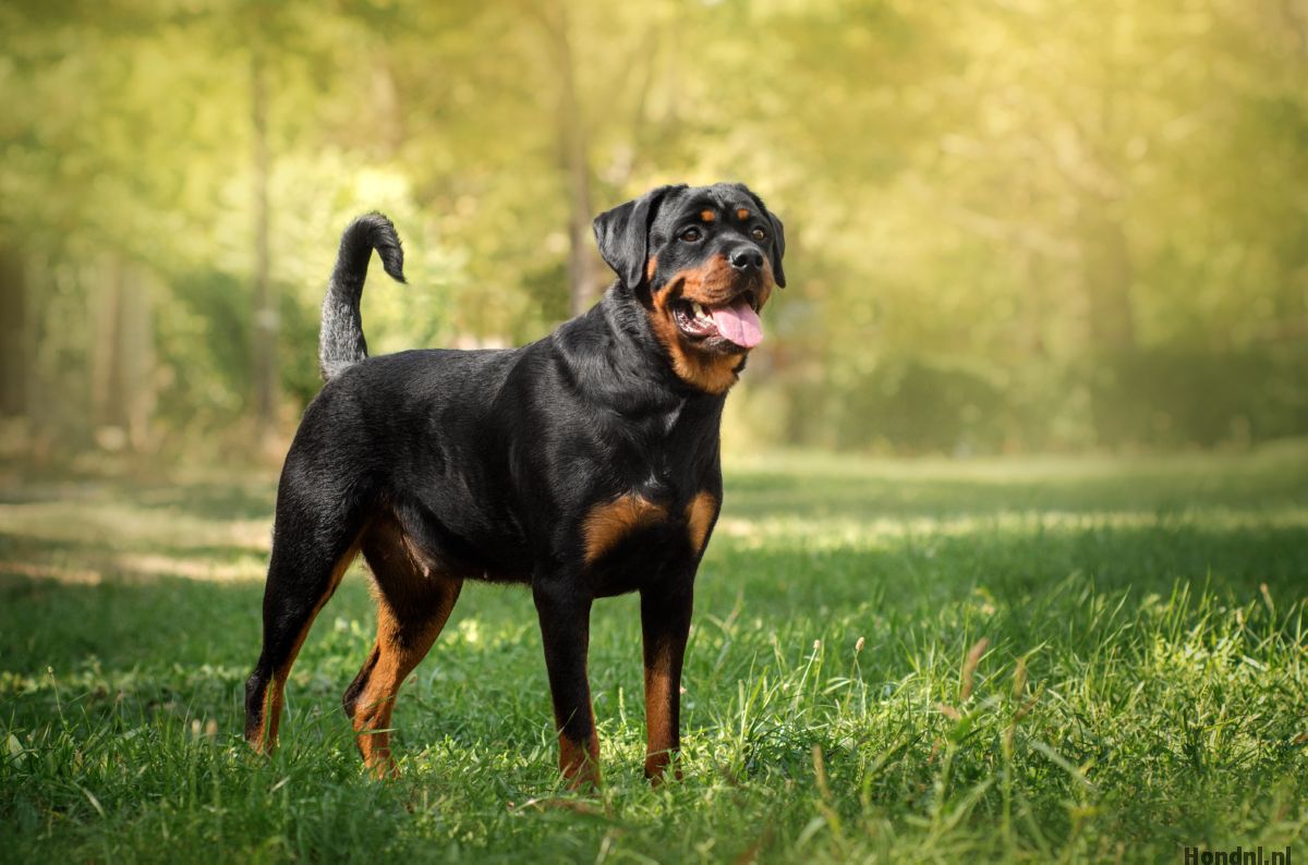 rottweiler hond ras training