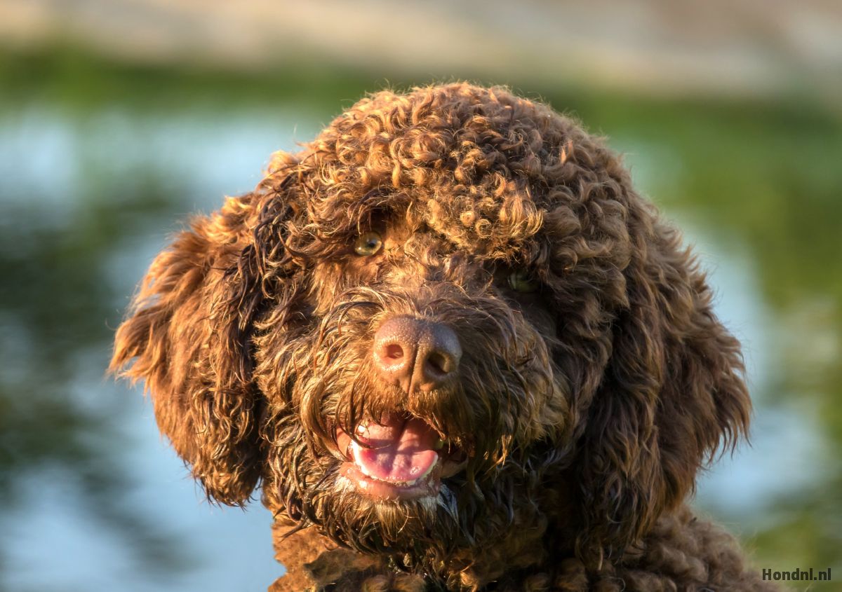 spaanse water hond karakter