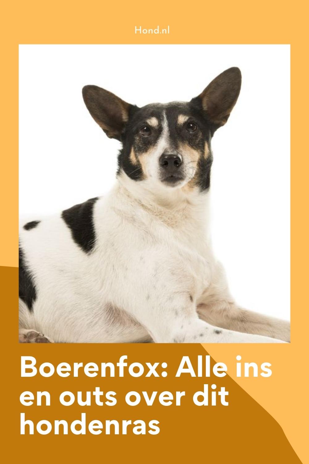 Boerenfox