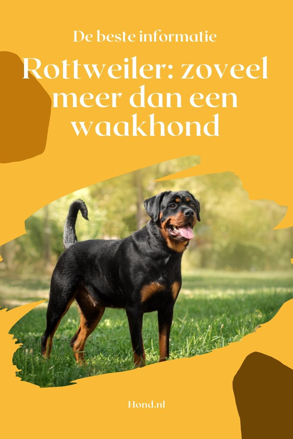 Rottweiler