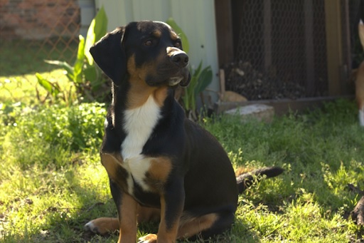 Een basset gemend met een rottweiler