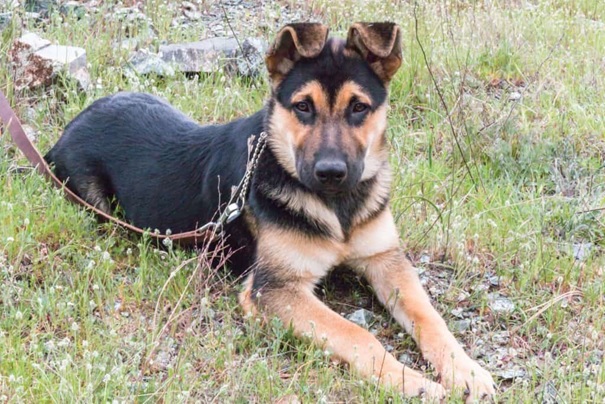 Duitse herder gemixt met een rottweiler