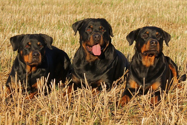 Drie Rottweilers liggen naast elkaar in een gemaaid graanveld