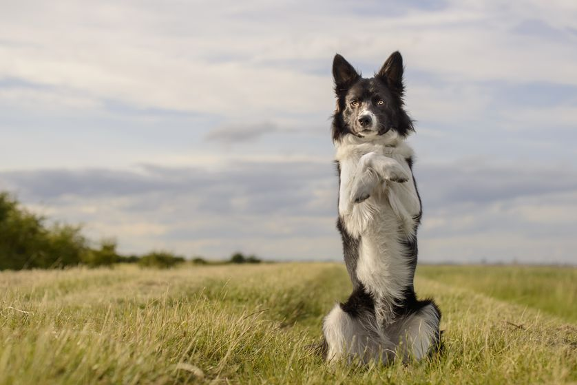 Hond die staat