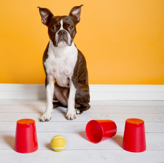 Het denkspel, brokje raden. Waar de hond het broekje moet raden