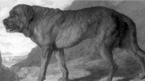 Historische prent van een grote, zware molosserhond