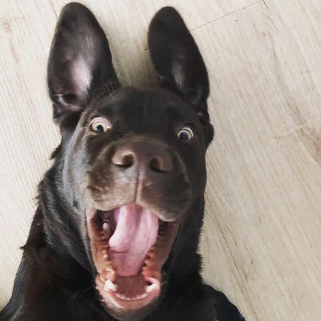 Afbeelding kan het volgende bevatten: hond