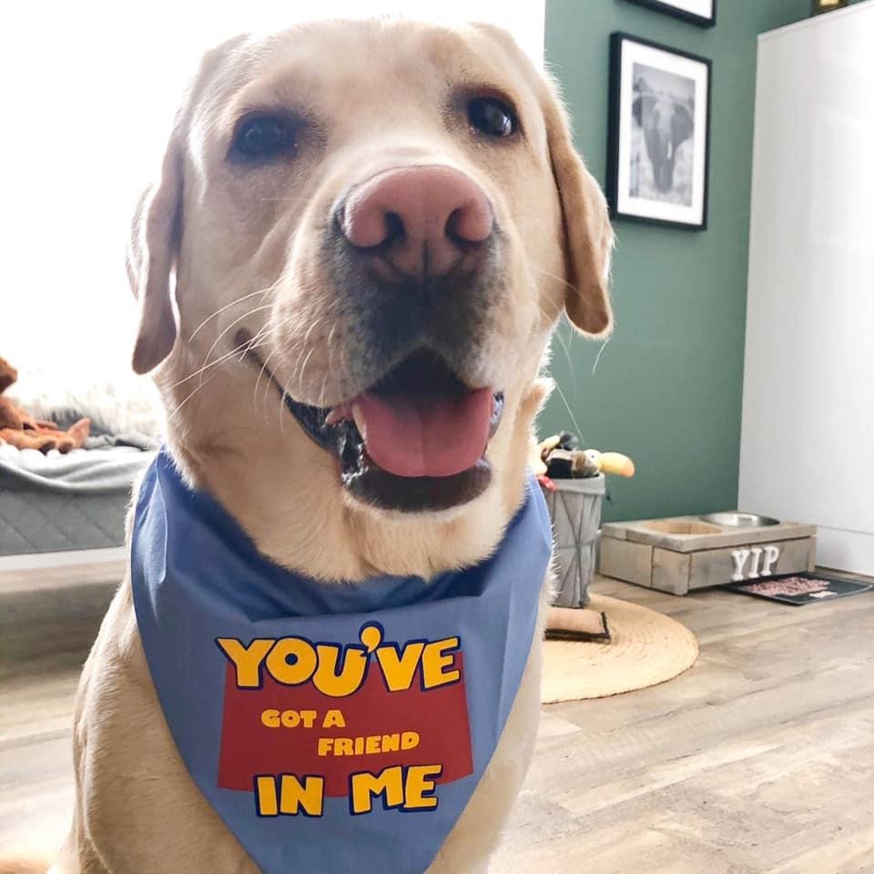 Afbeelding kan het volgende bevatten: hond