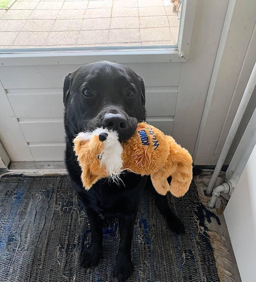 Afbeelding kan het volgende bevatten: hond