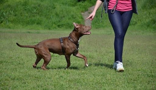 Training a Pit Bull Terrier – Free Dog Obedience Training Tips