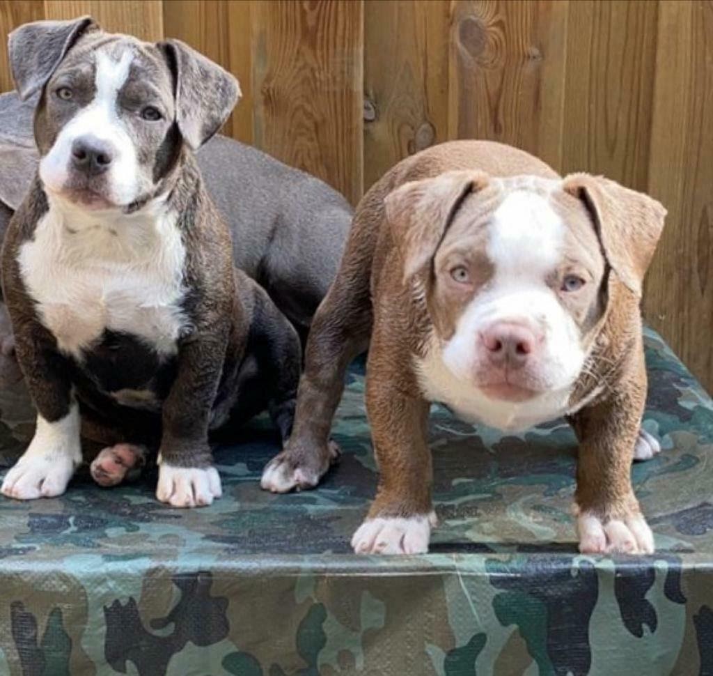 Pitbulls pups opvoeden