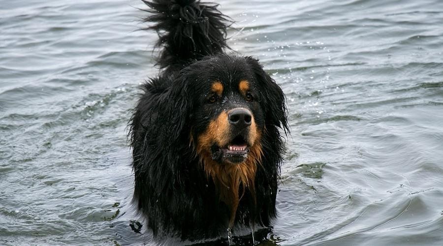 Berner sennen x Mastiff