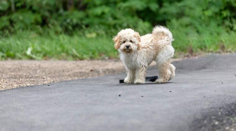De kleine poedel kruising - Maltipoo