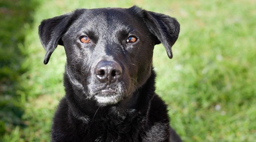Border Collie x Labrador