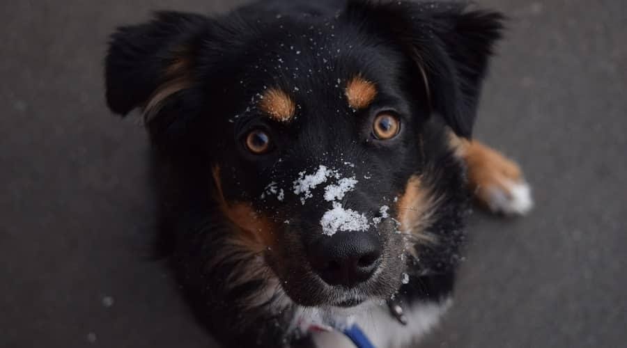 Border collie x Australian Sheperd