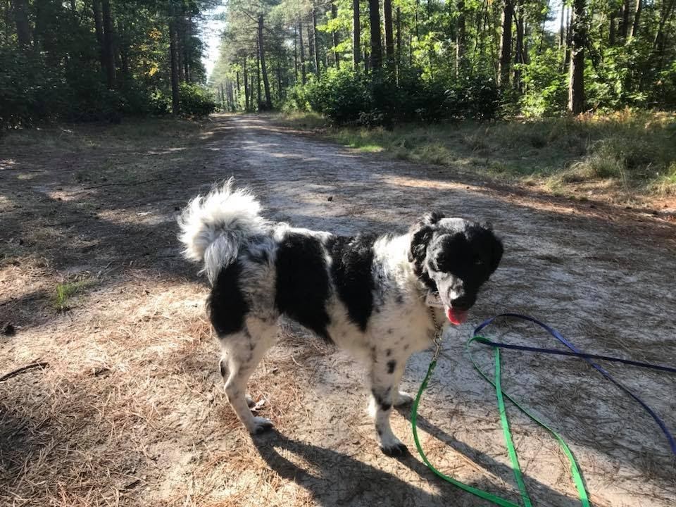 Border Collie x Friese Stabij