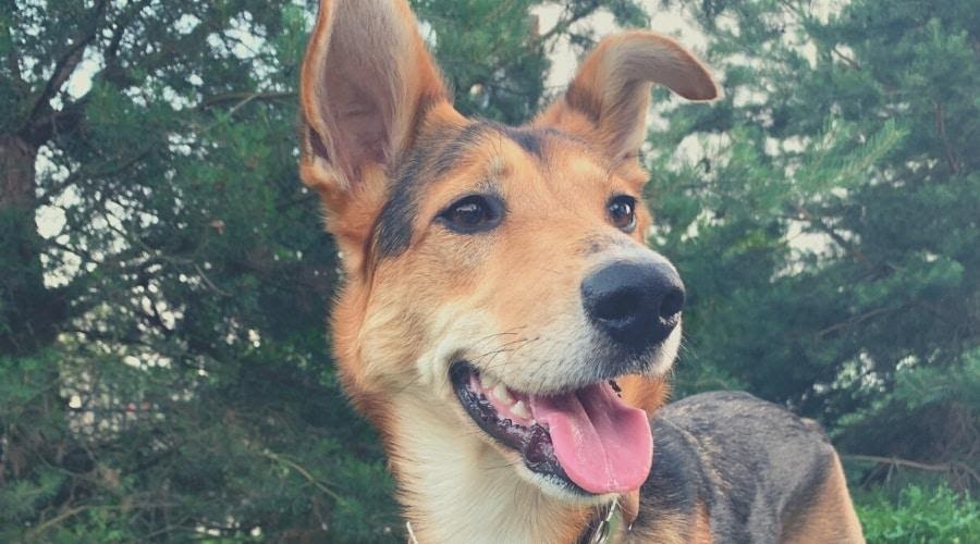 Border Collie x Duitse Herder