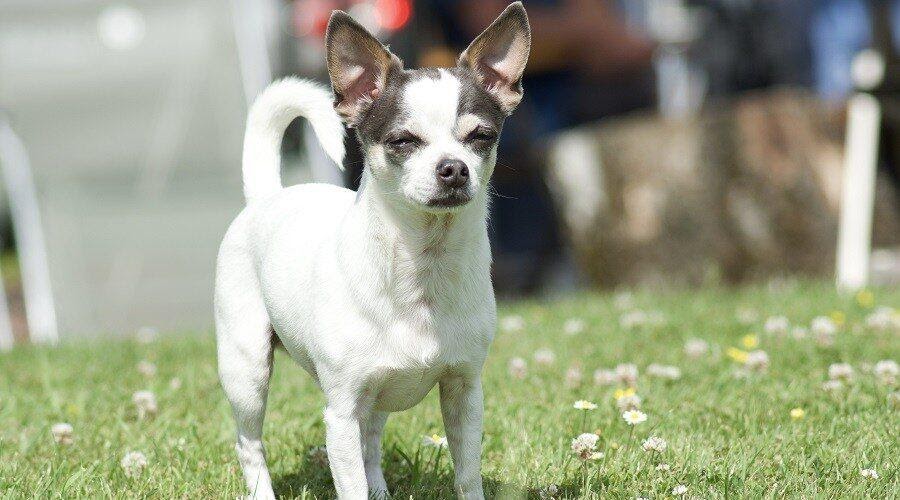 Chihuahua x Jack Russel