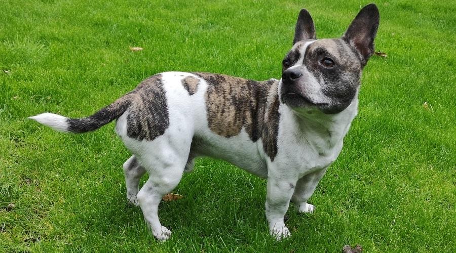 Chihuahua x Franse Bulldog
