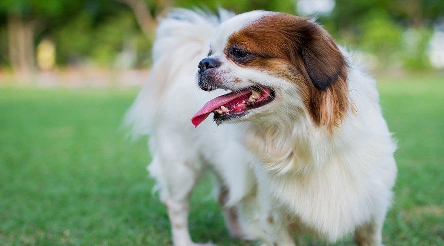 Chihuahua x Shih Tzu