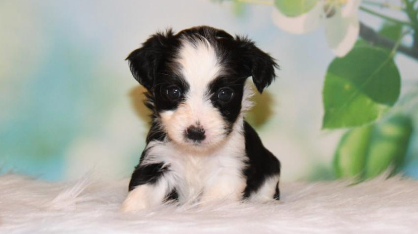 Chihuahua x Boomer