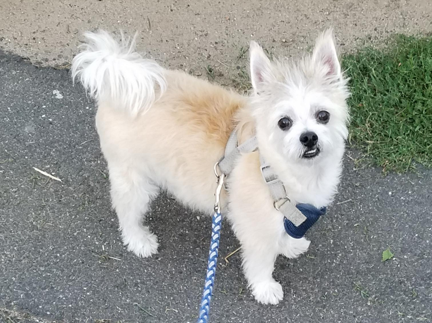 Chihuahua x Maltezer
