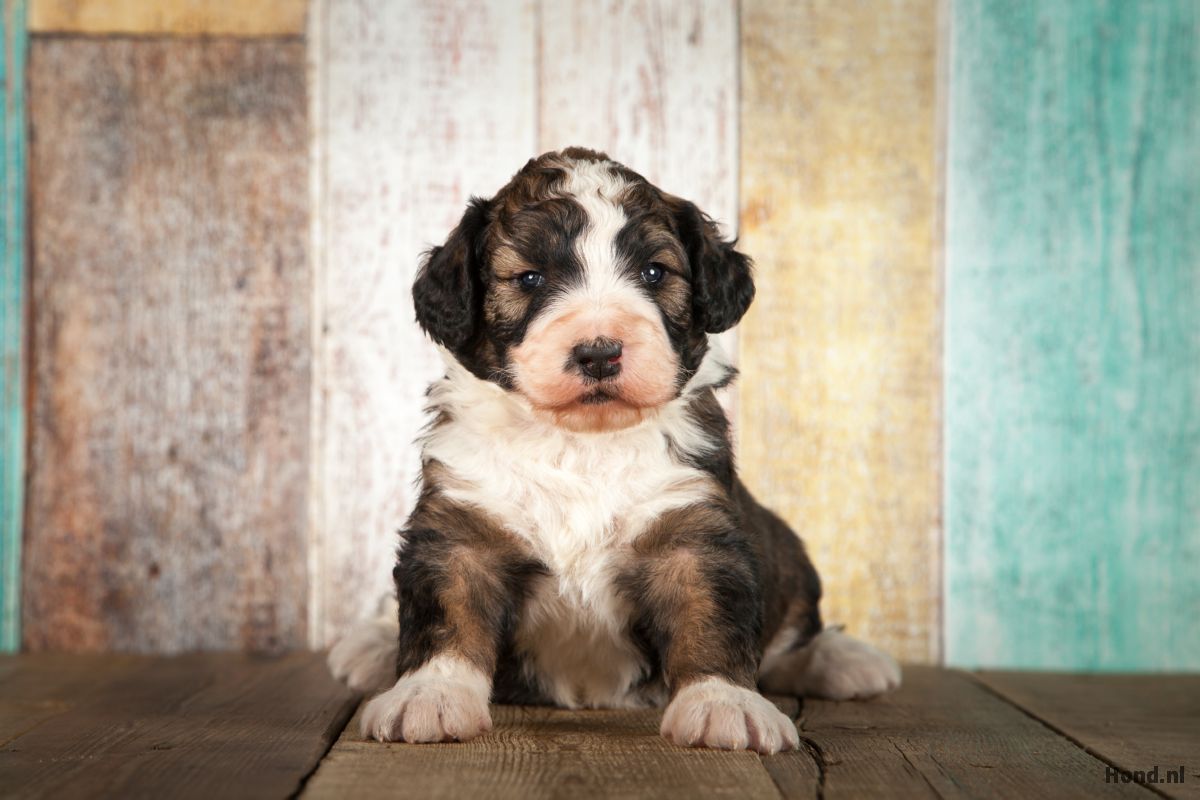 Bernedoodle