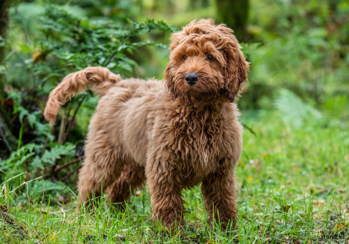 Cockapoo
