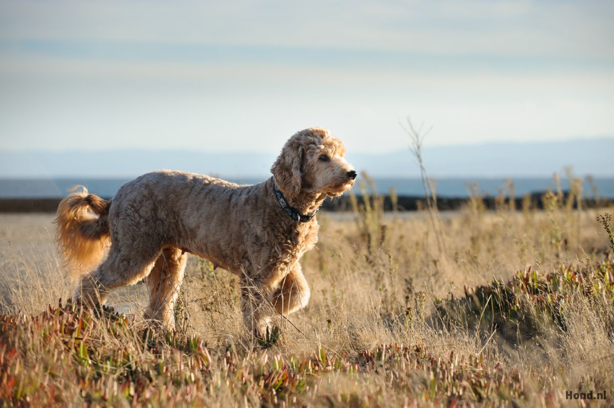 Goldendoodle