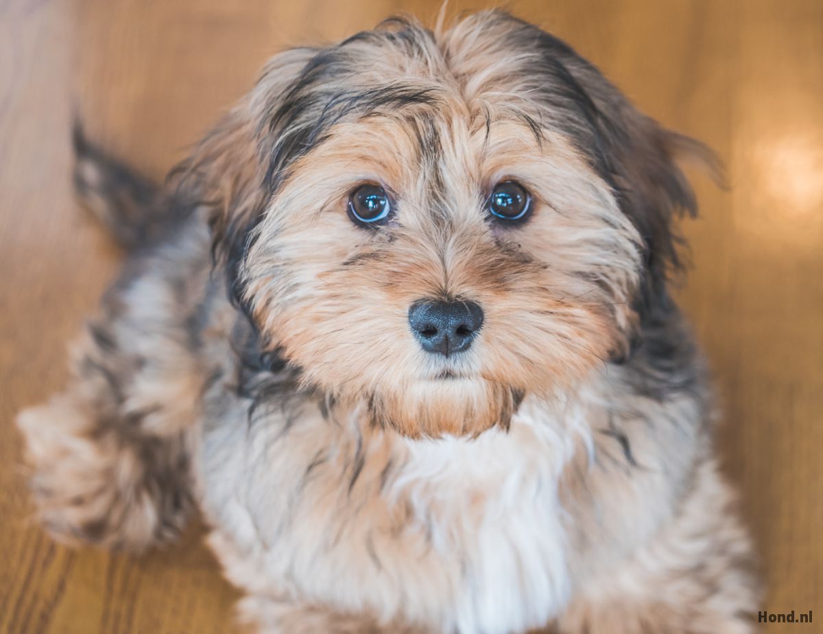 Shih-Poo