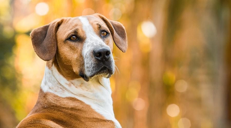 Beagle Bull
