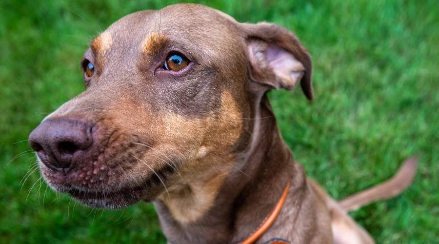 Doberpit