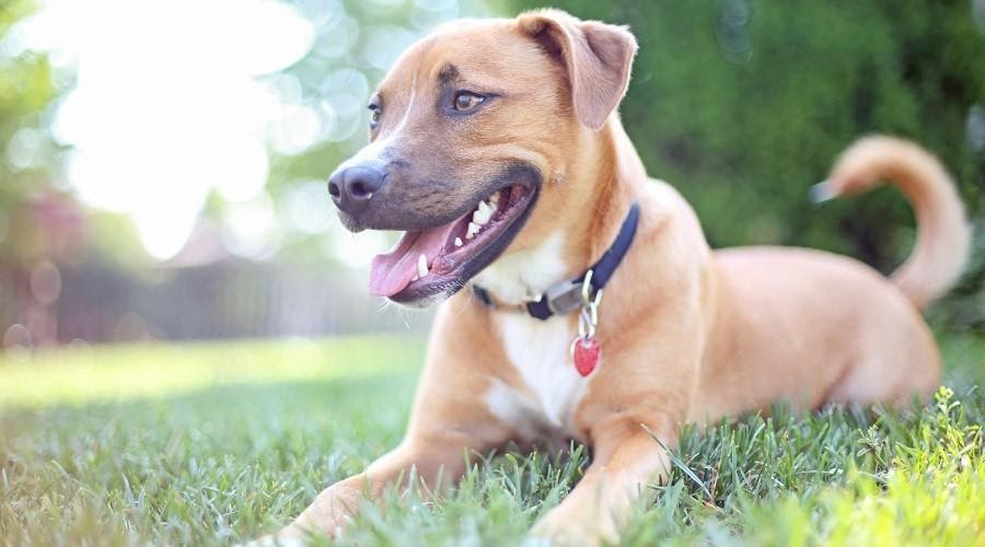 Duitse Pitbull