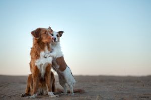 honden op zand strand