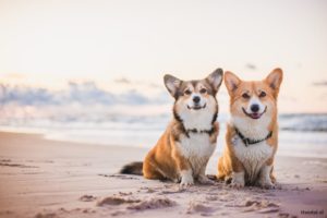 corgi op strand