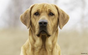 labrador trimmen