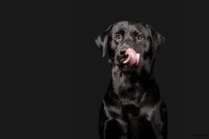 labrador trimmen waarom niet / wel