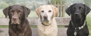 labrador schattig
